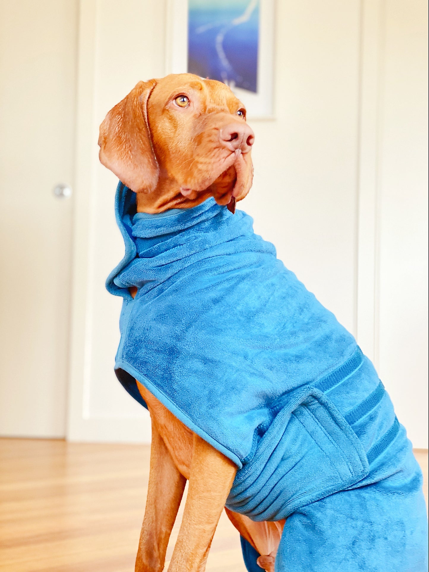 Pet Bathrobe