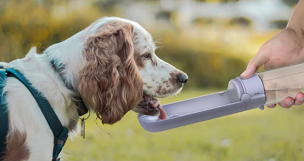 Foldable Pet Water Bottle